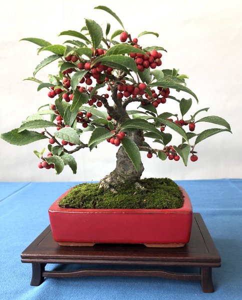 Ilex