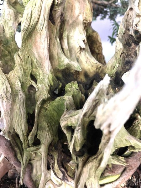 Totholz am Taxus