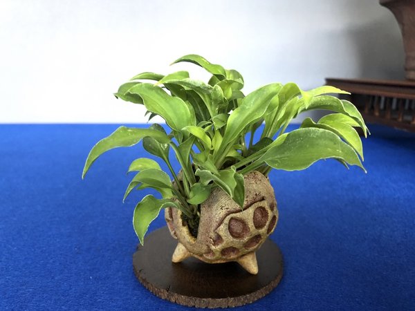 Hosta