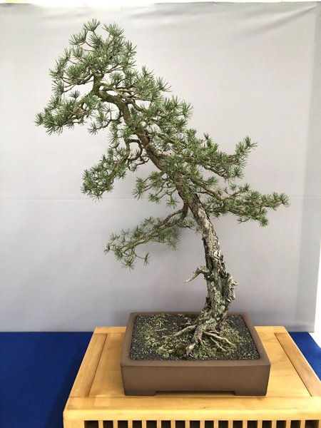 Sylvestris