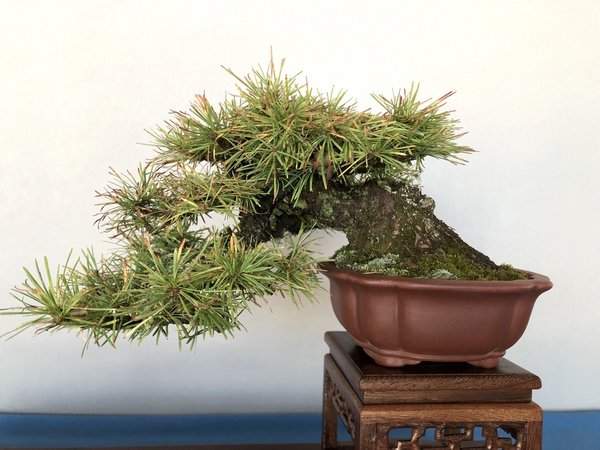 Shohin-Lärche