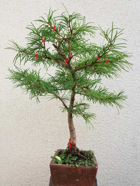 Pseudolarix 1.jpg