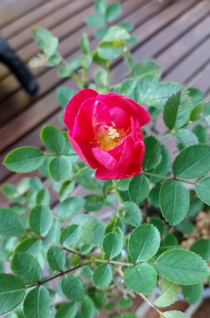 2018-09-27 18.53.13.jpg