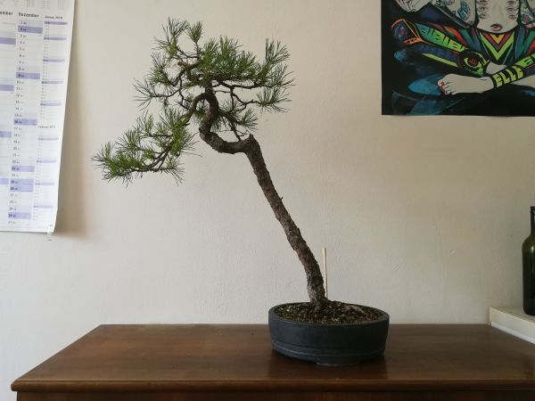 sylvestris Literat.jpg