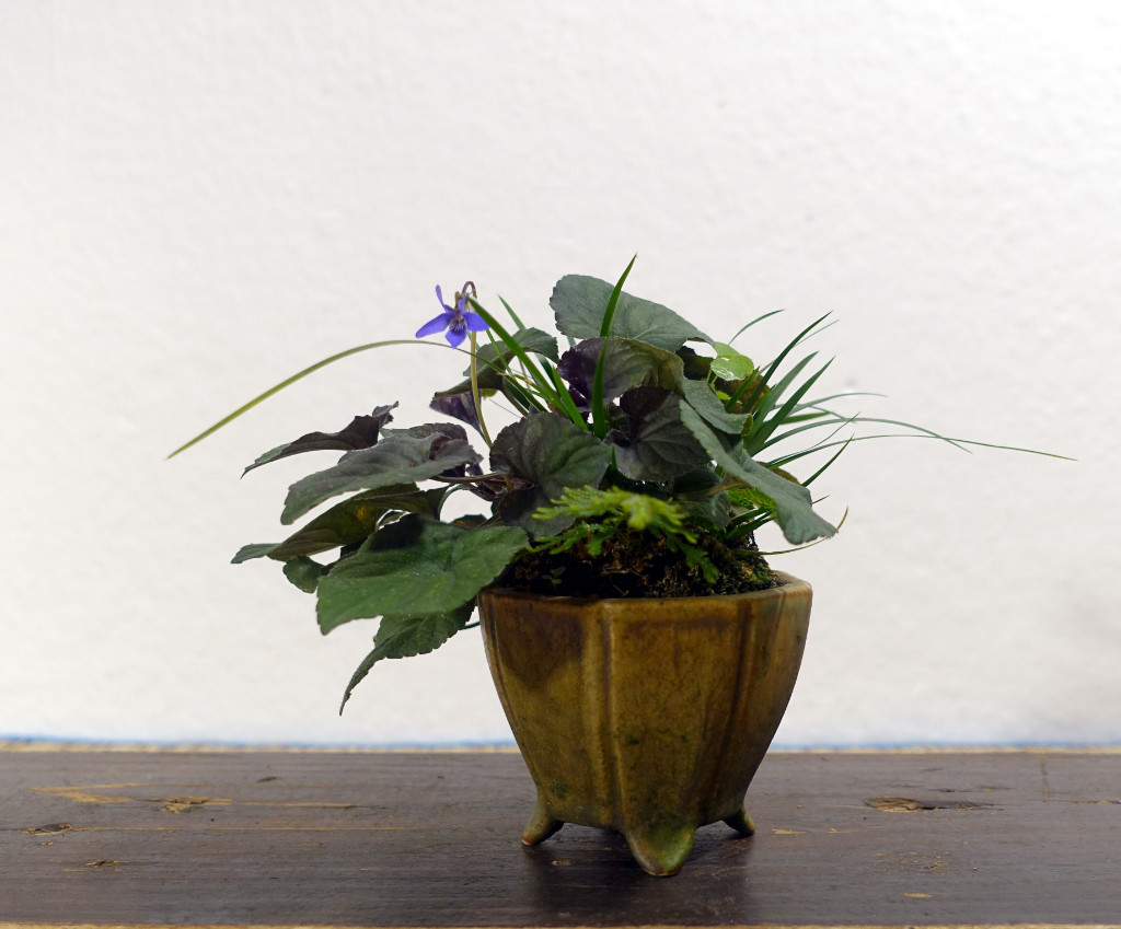 das Grönland-Veilchen Viola labradorica schmückt sich mit einer Herbstblüte