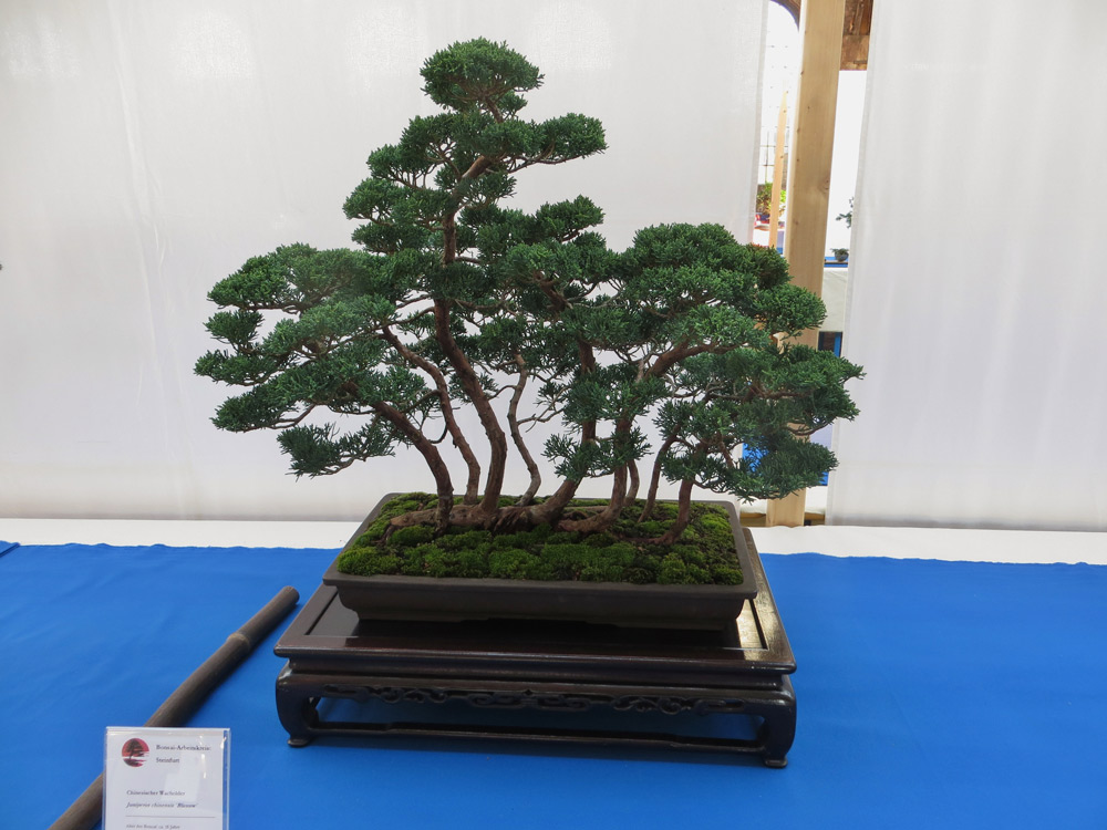 prämiertes Floß<br />Juniperus cinensis Blauuw