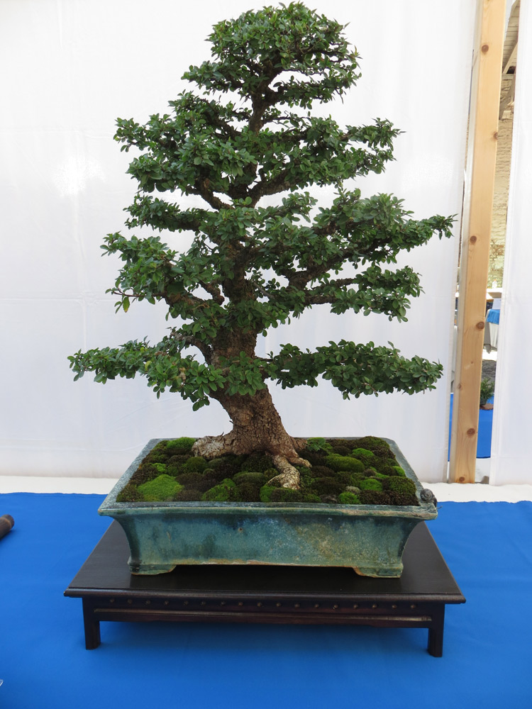 Ulmus parvifolia