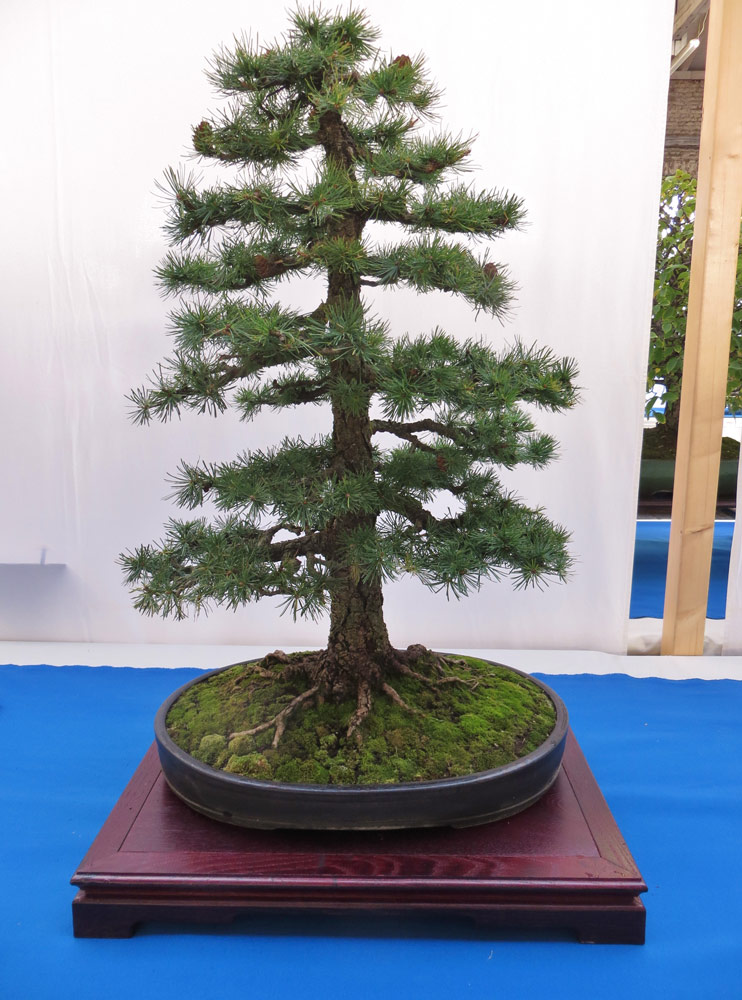 Noch eine Larix decidua<br />Aus einer gesammelten Jungpflanze gezogen. Ich meine die war auch prämiert.