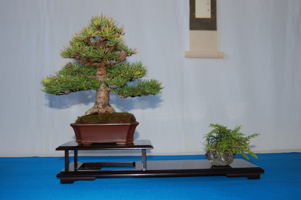 Larix decidua