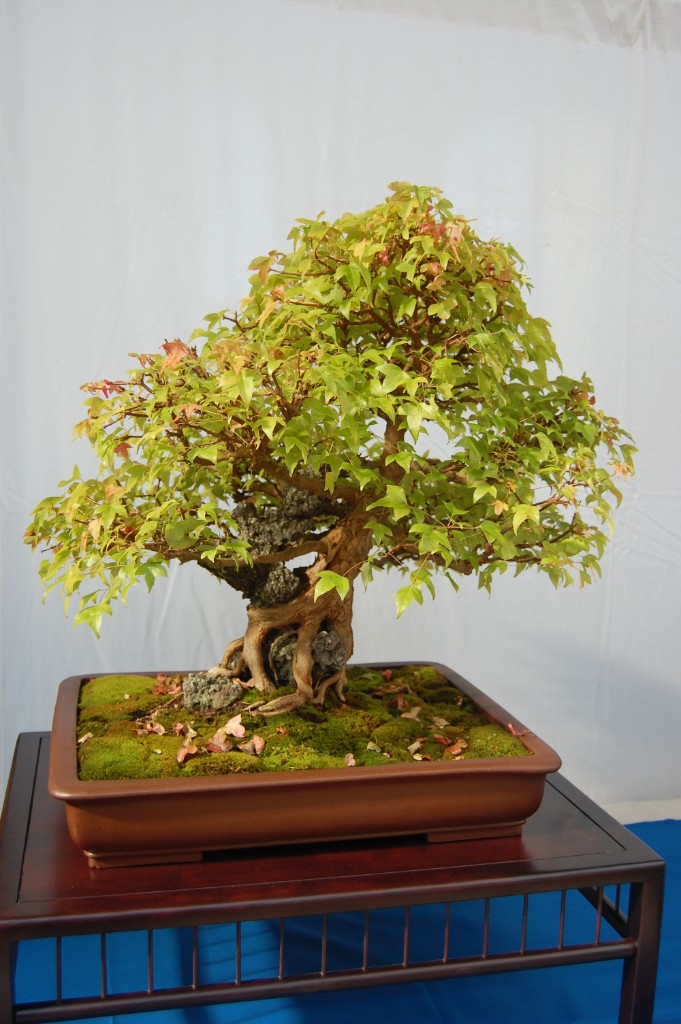 Acer buergerianum - Alter 45 Jahre