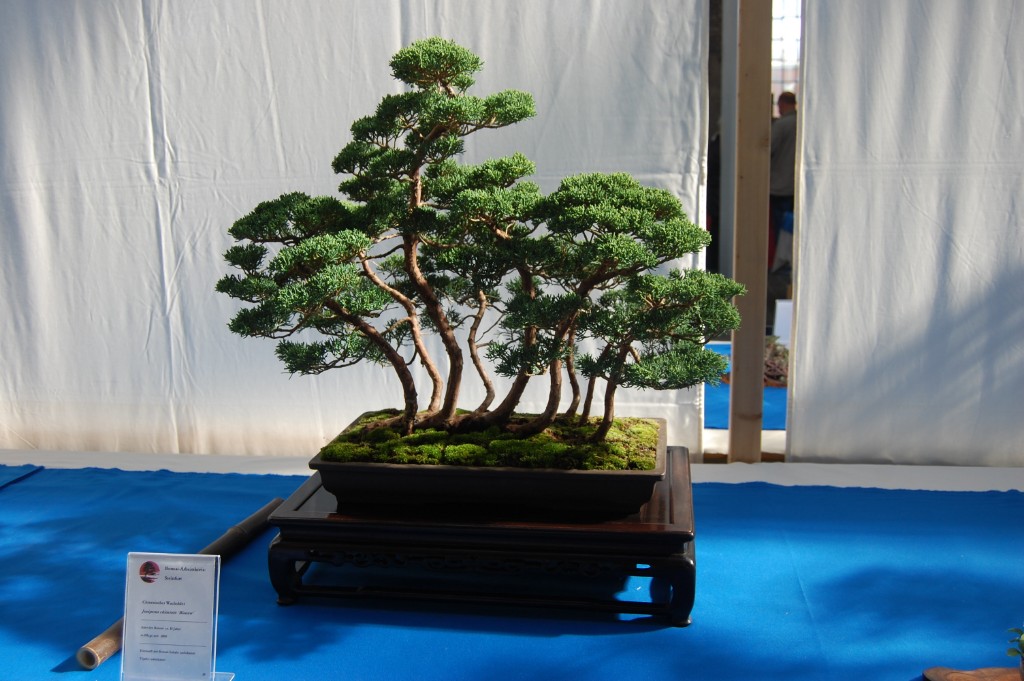 Juniperus chinensis "Baauw"