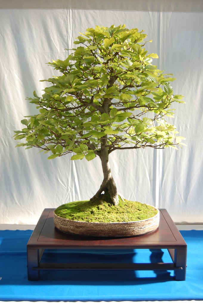 Fagus sylvatica - Alter 35 Jahre