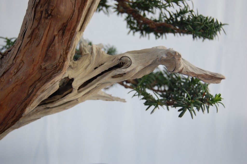 Taxus cuspidata - Totholz
