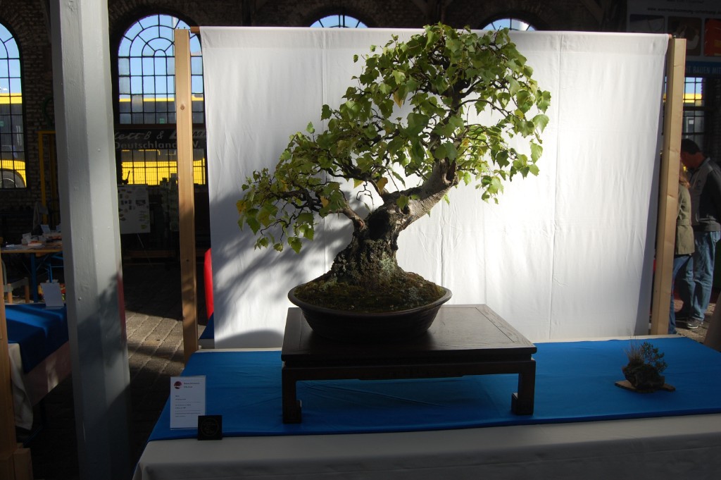 Riesige Betula pendula - Alter 40 Jahre