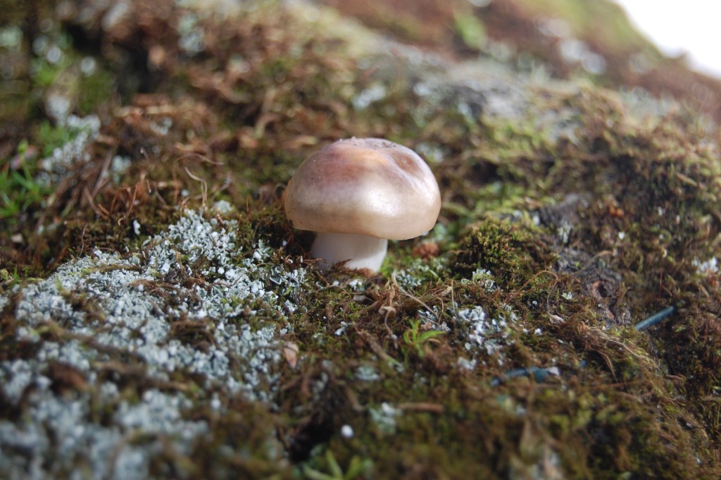 Ein kleiner Pilz bei der großen Betula pendula