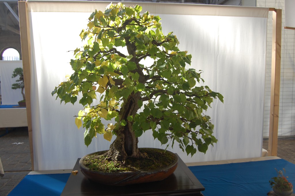 Tilia cordata - Alter 45 Jahre
