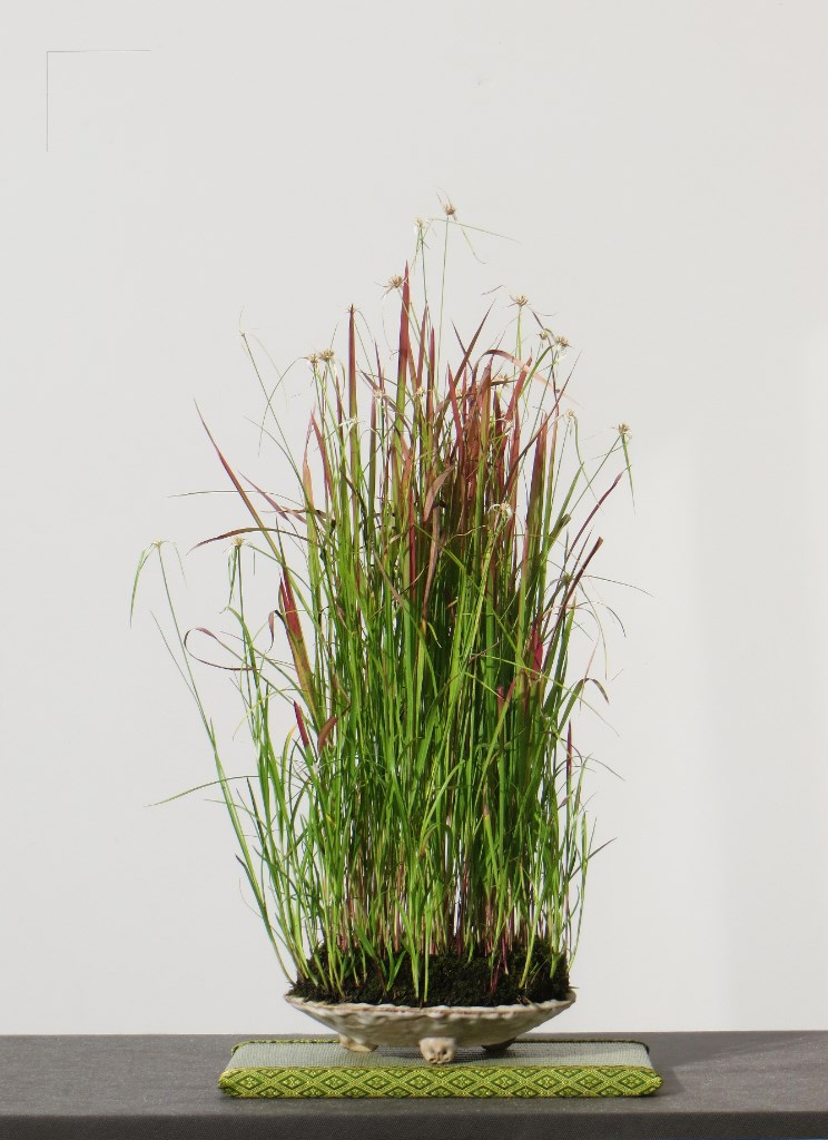 Sternentänzer+Blutgras.jpg