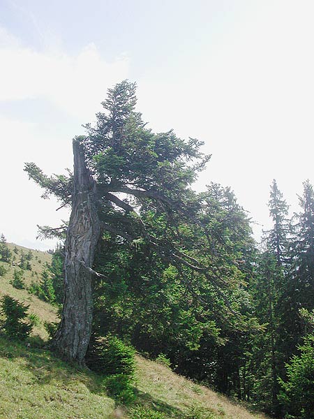 Dscn1089v.jpg