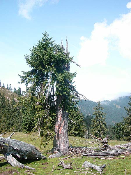 Dscn1113v.jpg