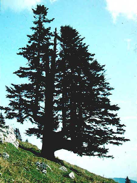 DSCN2583v.jpg