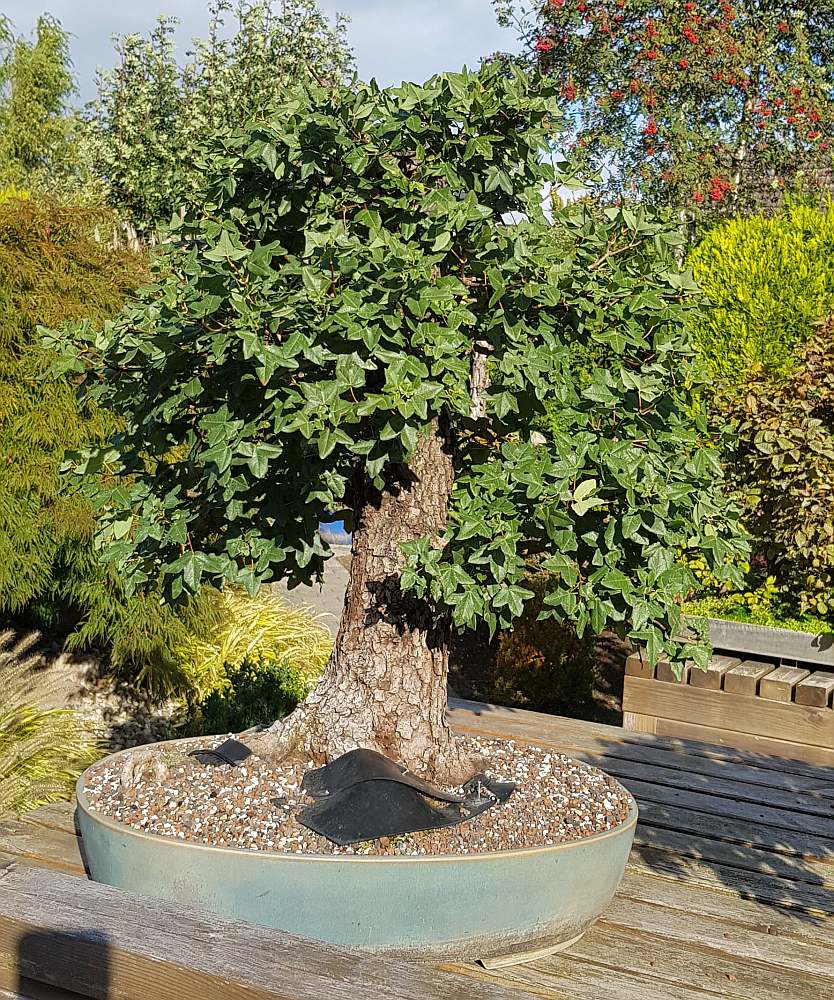 20181003_154756-1.jpg