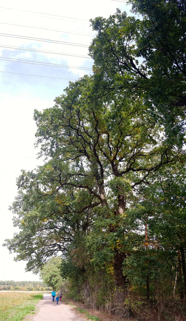 20181003_143746.jpg
