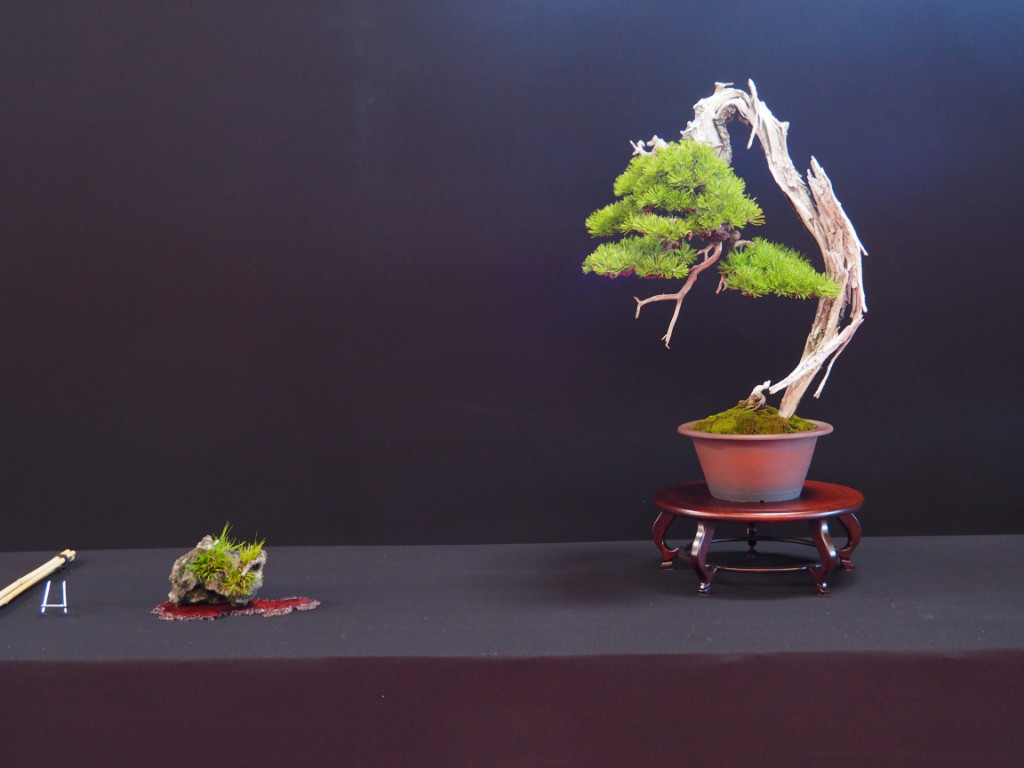 Prämiert als bester Nadelbaum de Show, vor allem wegen dem erhalt des Todholzes