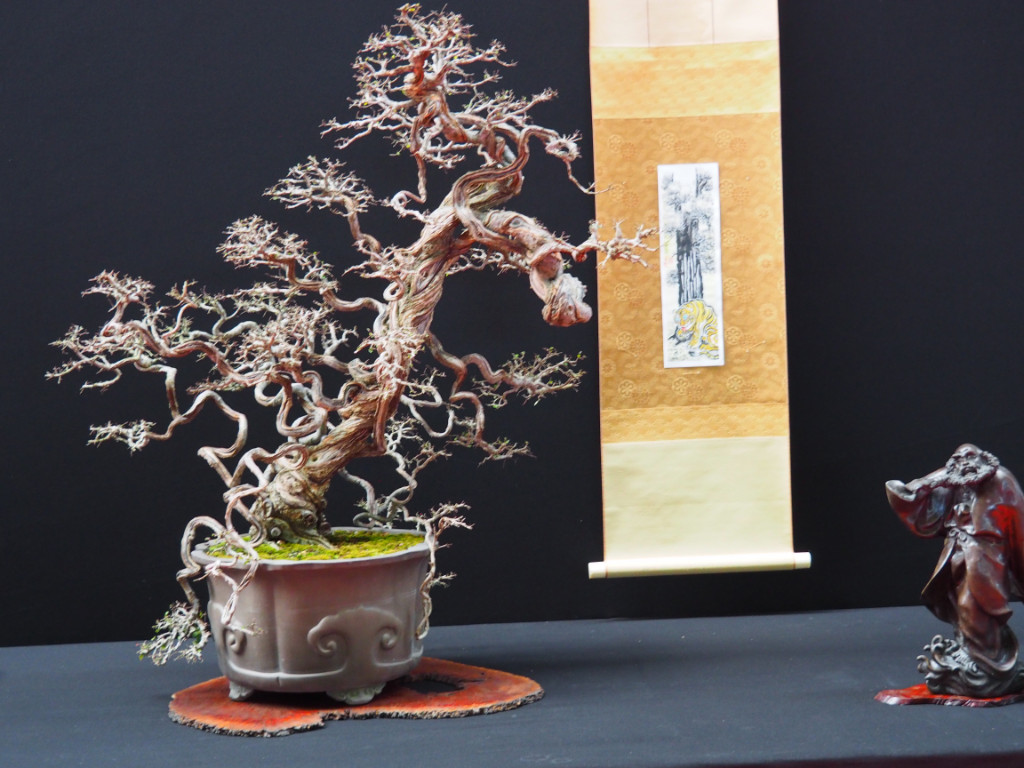 Ulmus parviflora verdienter Gewinner des New Style Awards. Ungewöhnlich aber hat was, Ich fand die Klasse auch in der Präzision der Ausführung