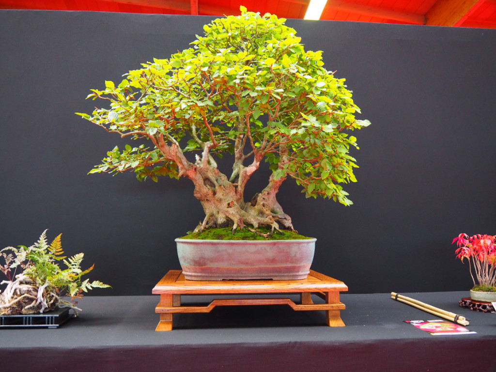 Fagus sylvatica Yamadori aus England sehr schön und reif. Hat was von Landschaft.