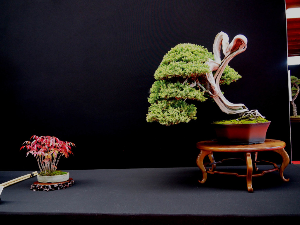 J. Procumbens. Sicher ein wertvoller Baum aus Japan
