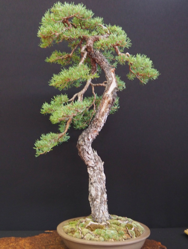 Tolle große Sylvestris, ca 1 m. Reife Borke und Verzweigung, interessantes Naebari in guter Schale, gefällt mir