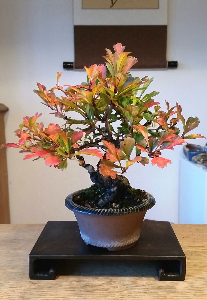 2018-10-09 18.01.21.jpg