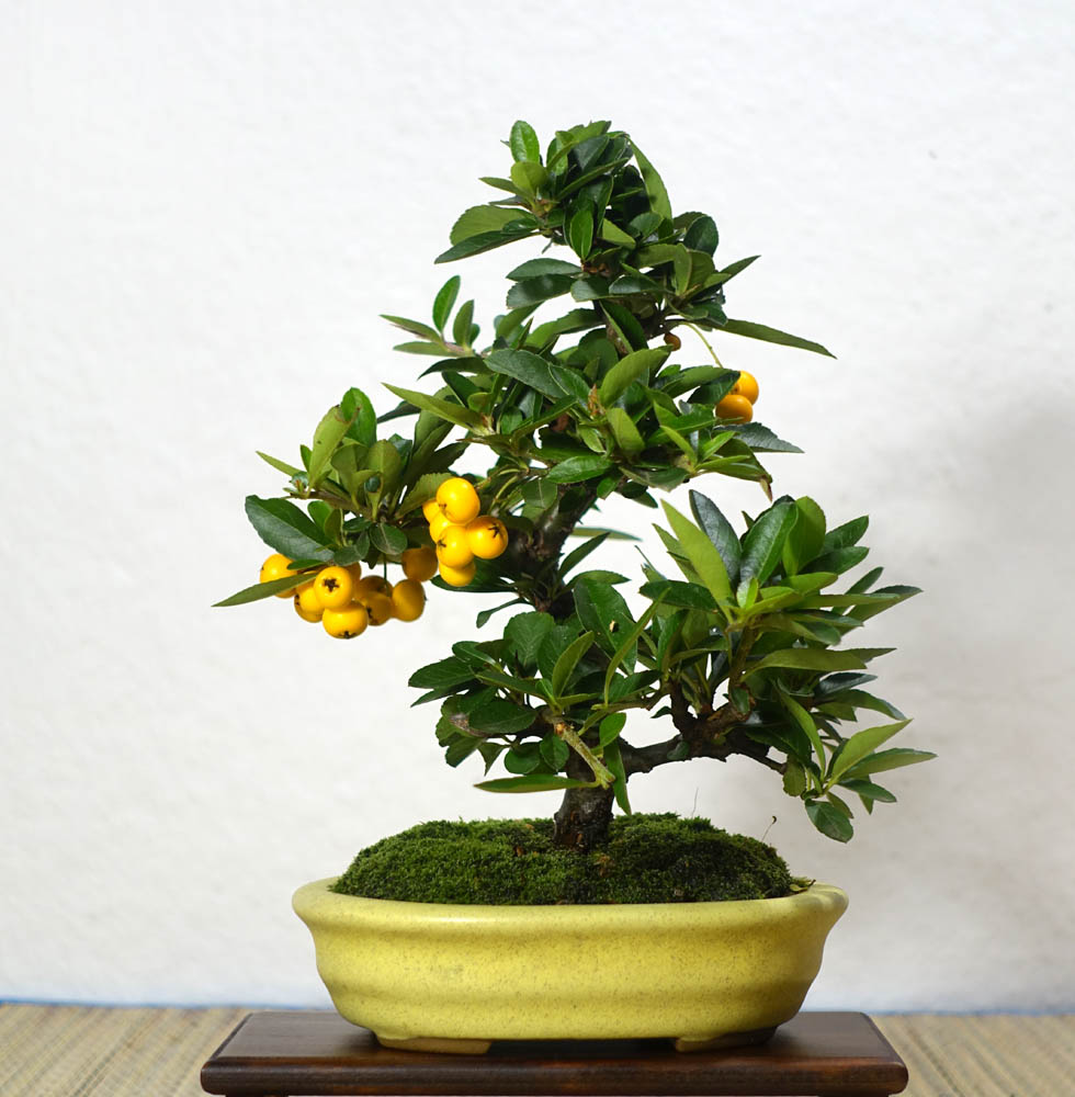 Feuerdorn 'Orange Glow' - Oktober 2018