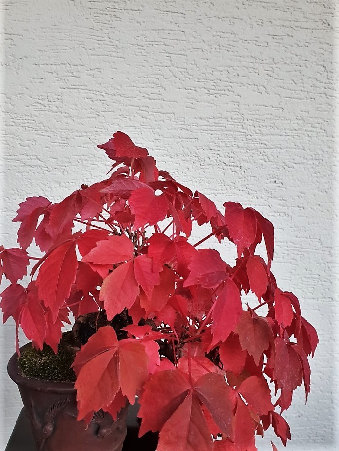 Wilderwein