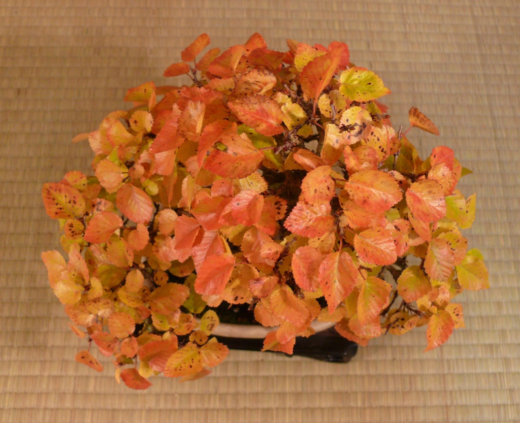 P1230172b.JPG