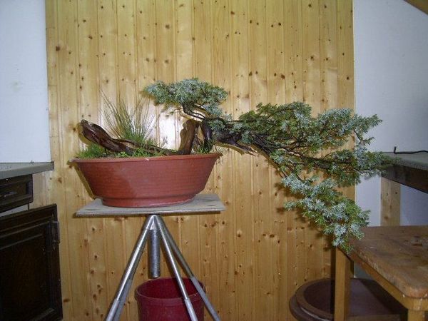 Ursprüngliche Pflanzstellung