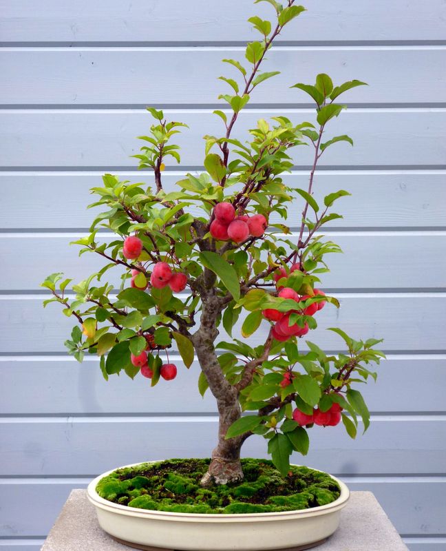 Zierapfel