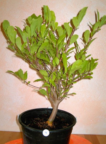 MagnoliaStella 4.JPG
