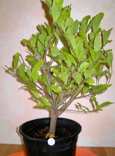 MagnoliaStella 3.JPG