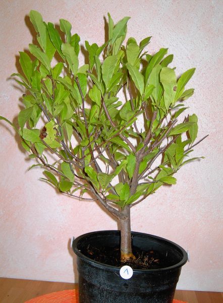 MagnoliaStella 1.JPG