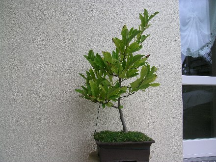 Magnolie stellata.jpg
