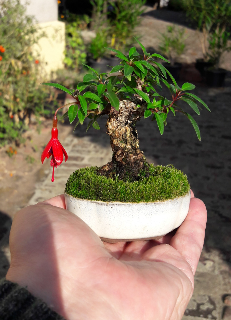 Minifuchsie im Sommer Oktober 2018