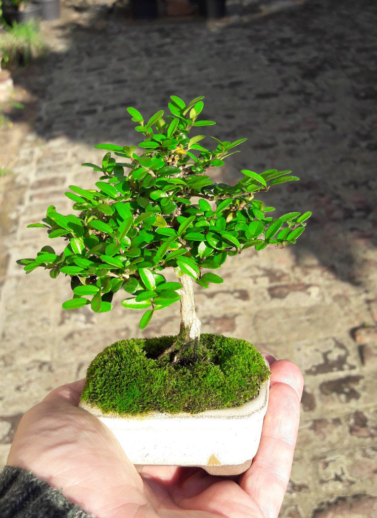 Lonicera nitida Sommer Oktober 2018