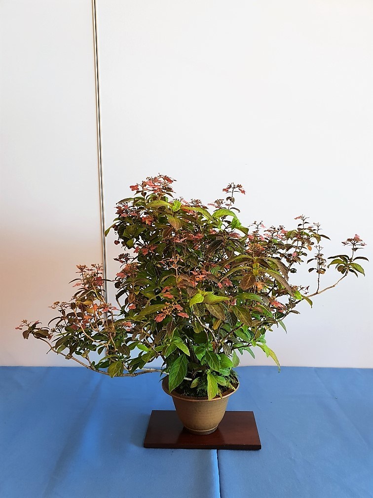 Japanische Hortensie