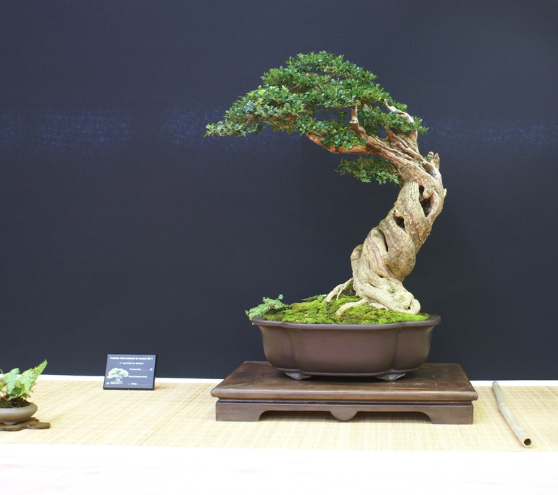 2011-10-08 Saulieu, Buxus sempervirens I, Francois Gau, Yixing.JPG