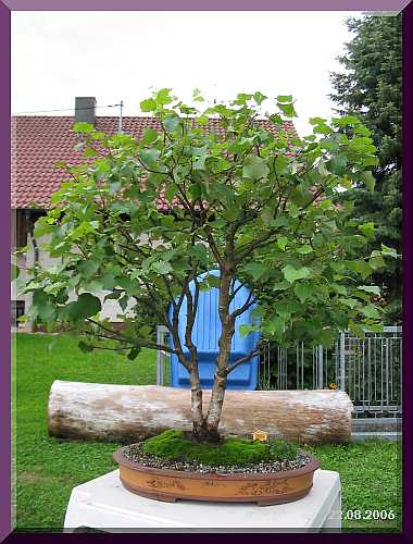 birke2_20060822.jpg