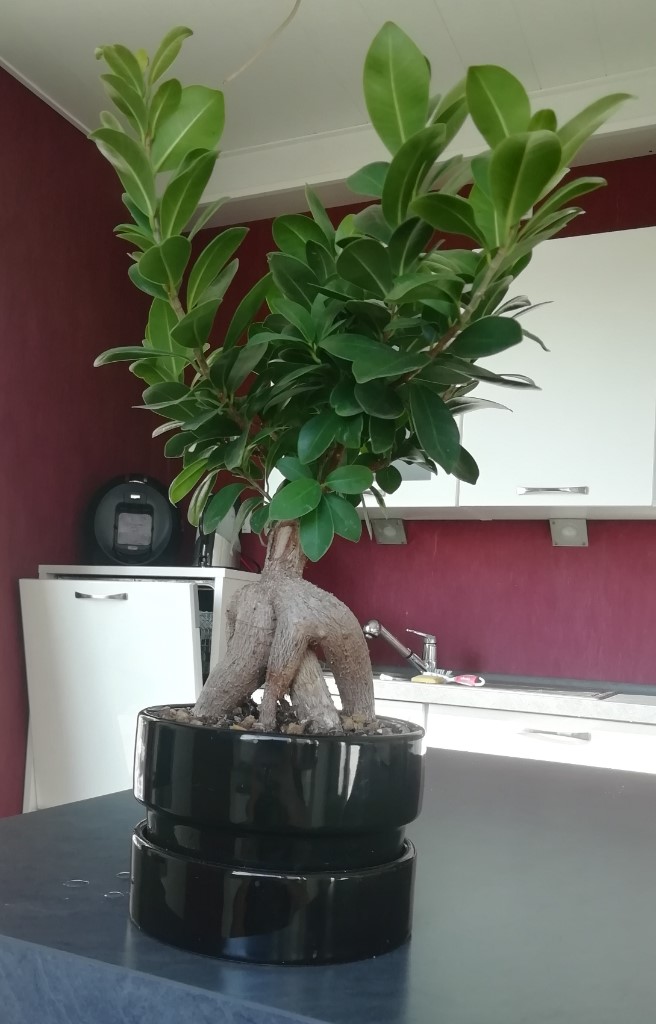 Ficus Ginseng.jpg