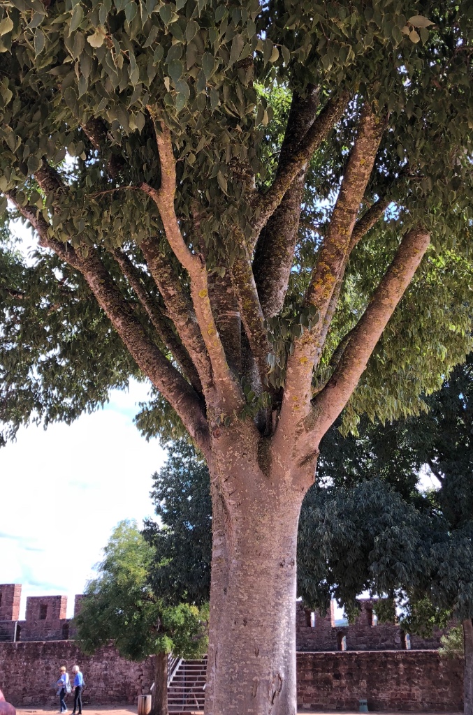 Natürliche Besenform an einem Maulbeerbaum