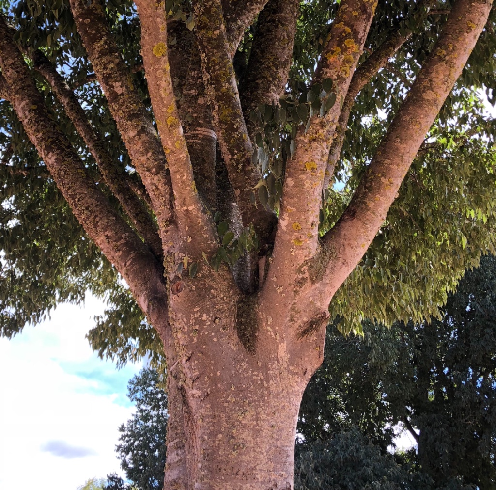 1042B963-7A1A-40AC-8191-EAB8BCEFC621.jpeg