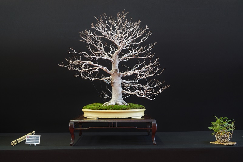 Zwar wirklich ein guter Baum, doch zur vorhergehenden Kerbbuche ein Klassenunterschied. Gleich ob Äste, Nebari oder Verzweigung - alles eine Stufe niedriger. Und dann sind die schlecht verheilten Schnittstellen, die man allerdings mit gezielter Nacharbeit deutlich unauffälliger gestalten könnte.